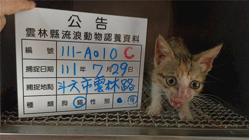 雲林縣流浪動物收容所,編號:267468, 混種貓