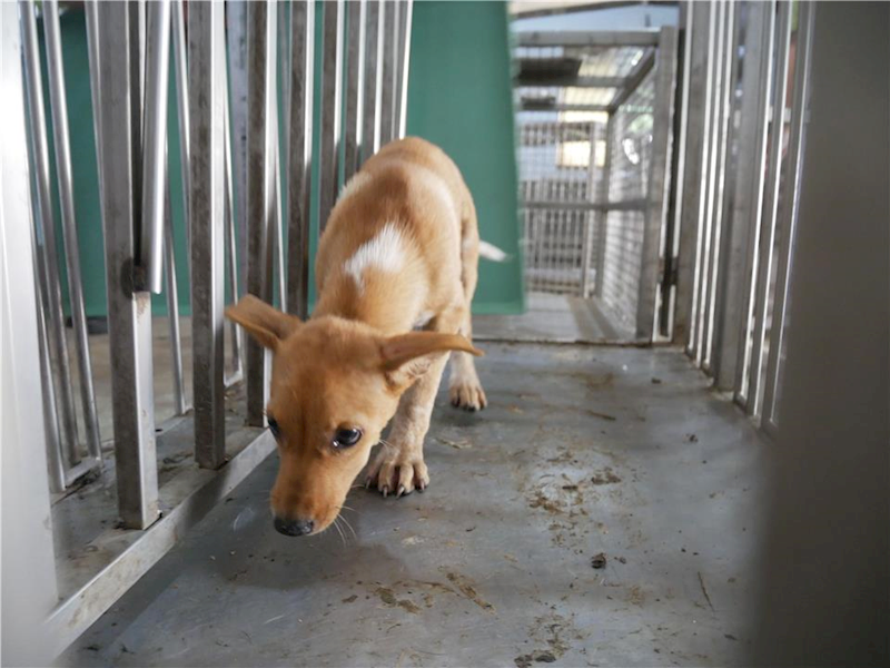 臺南市動物之家善化站,編號:268345, 混種狗