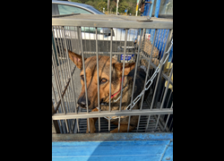嘉義市動物保護教育園區,編號:301408, 混種犬          