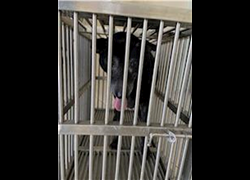 嘉義市動物保護教育園區,編號:228806, 混種犬          