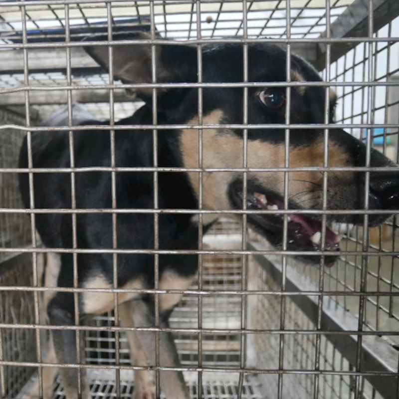 臺南市動物之家善化站,編號:324466, 混種犬          