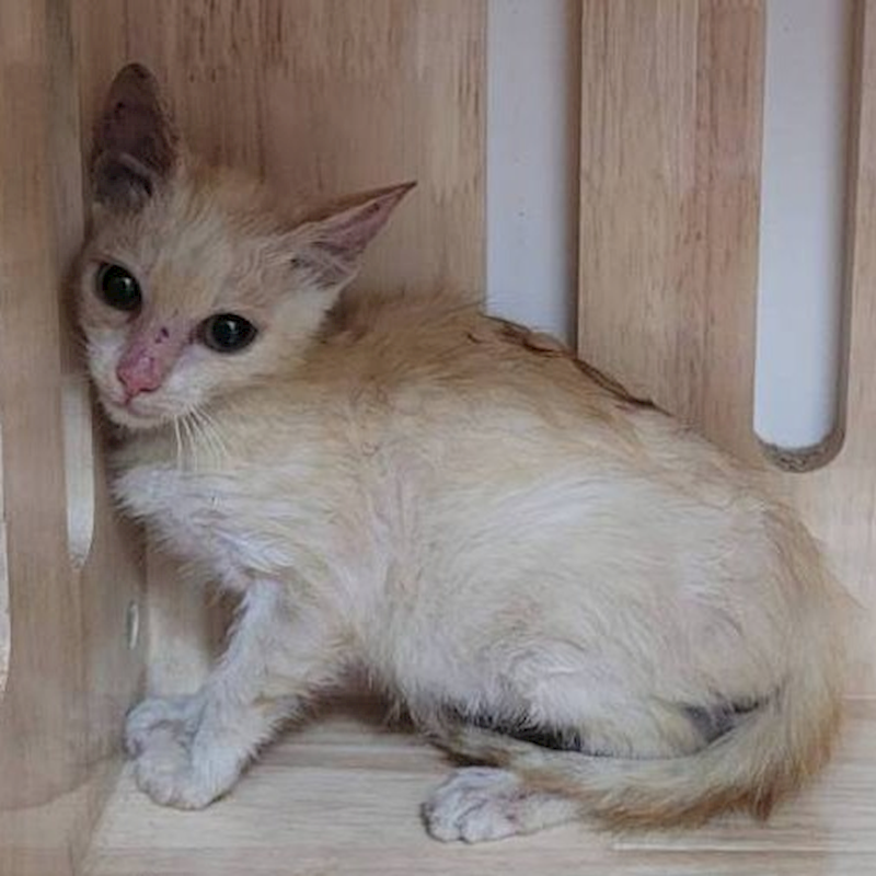 新竹縣動物保護教育園區,編號:325830, 混種貓                 