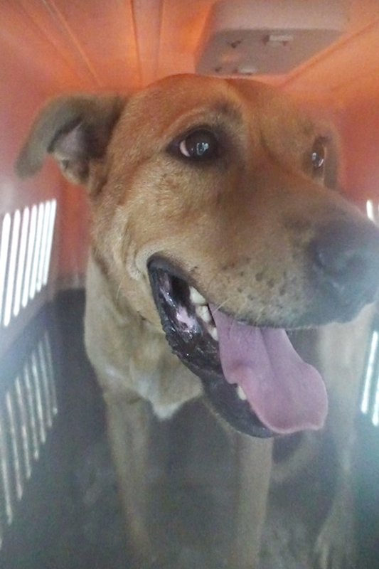 宜蘭縣流浪動物中途之家,編號:325819, 混種犬          