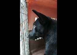 宜蘭縣流浪動物中途之家,編號:328158, 混種犬          