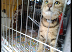 新北市板橋區公立動物之家,編號:337250, 混種貓                 