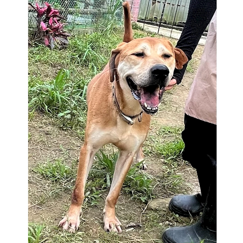 新北市瑞芳區公立動物之家,編號:366174, 混種犬          