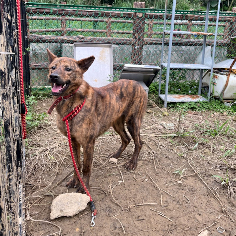 新北市瑞芳區公立動物之家,編號:366320, 混種犬          