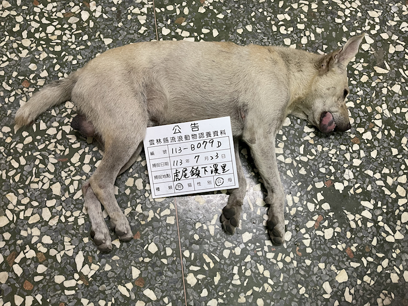 雲林縣流浪動物收容所,編號:367554, 混種犬          