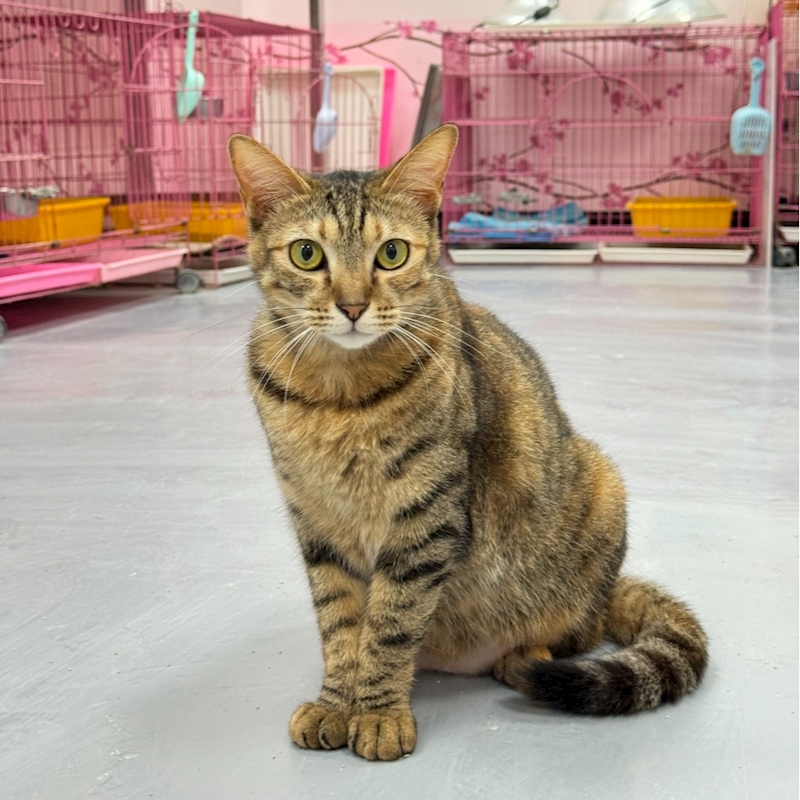 新北市八里區公立動物之家,編號:370834, 混種貓                 