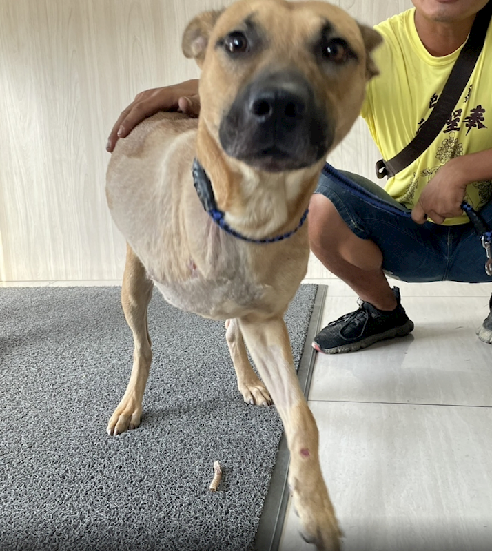 嘉義市動物保護教育園區,編號:328087, 混種犬          