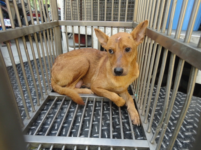 新北市中和區公立動物之家,編號:35622, 混種犬          