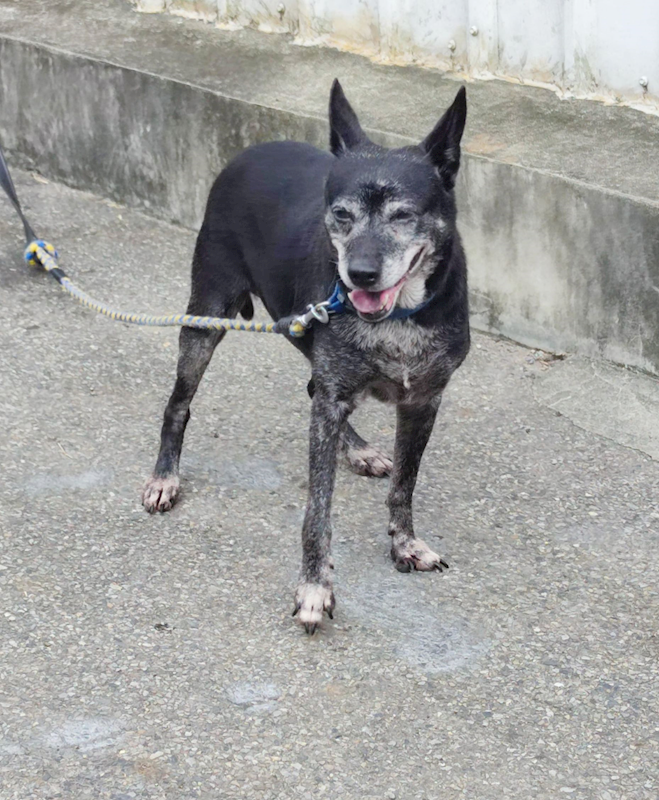 新北市中和區公立動物之家,編號:77735, 混種犬          