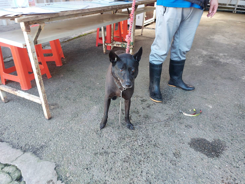 新北市中和區公立動物之家,編號:346512, 混種犬          