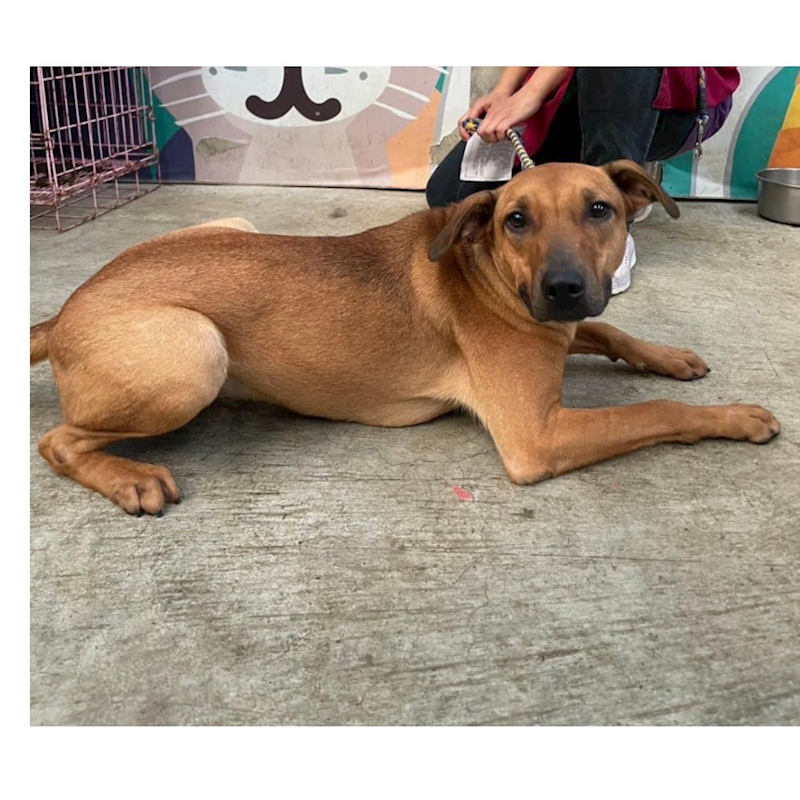 新北市新店區公立動物之家,編號:292413, 混種犬          