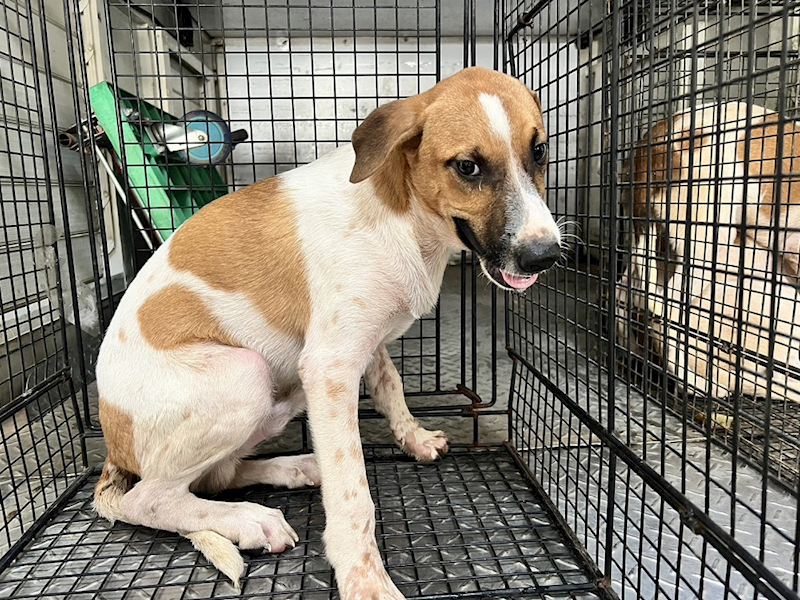 桃園市動物保護教育園區,編號:373275, 混種犬          