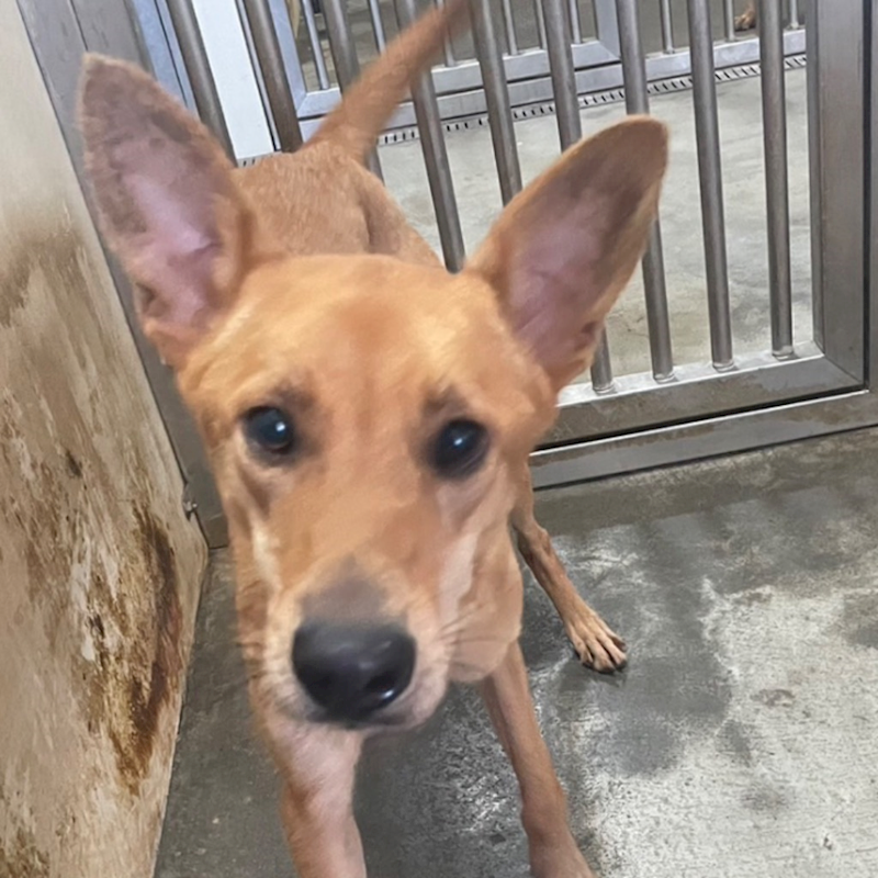 澎湖縣流浪動物收容中心,編號:338041, 混種犬          