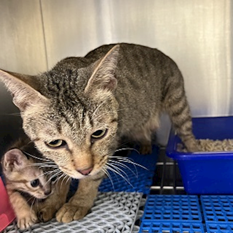 桃園市動物保護教育園區,編號:351717, 混種貓                 