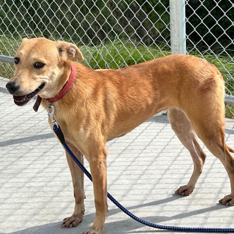 臺北市動物之家,編號:43124, 混種犬          