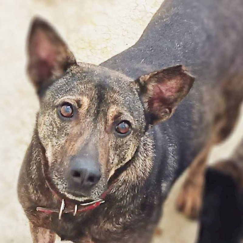 臺北市動物之家,編號:237819, 混種犬          
