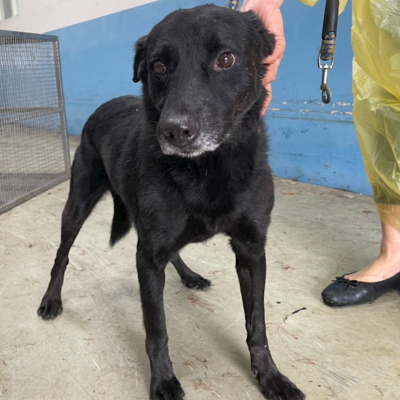 臺北市動物之家,編號:337037, 混種犬          