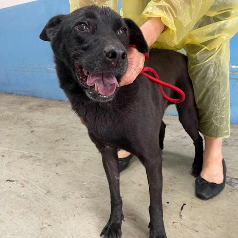 臺北市動物之家,編號:337023, 混種犬          