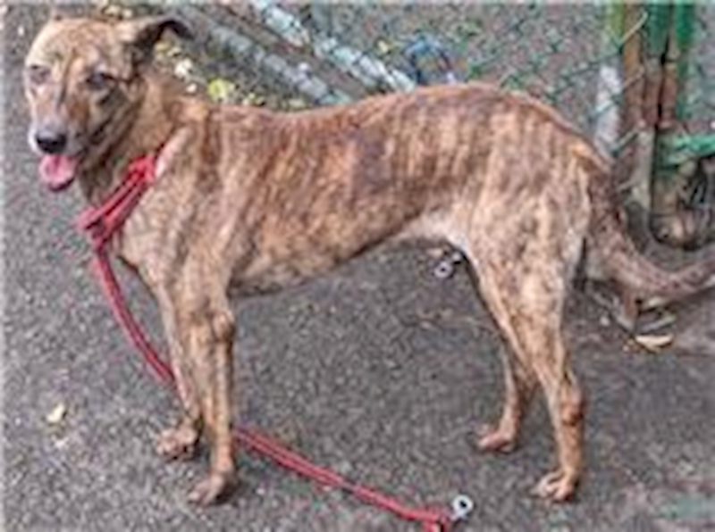 臺北市動物之家,編號:31403, 混種犬          