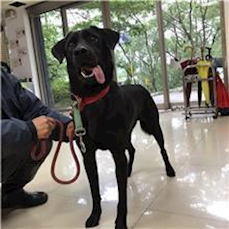 臺北市動物之家,編號:132981, 混種犬          