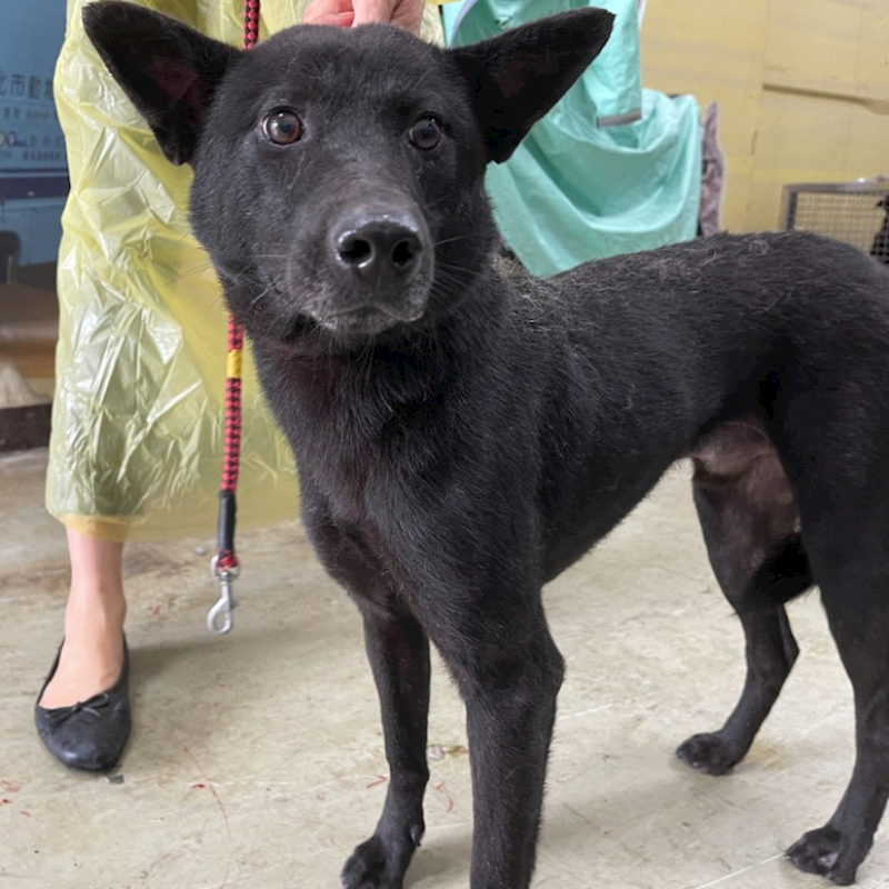 臺北市動物之家,編號:337025, 混種犬          