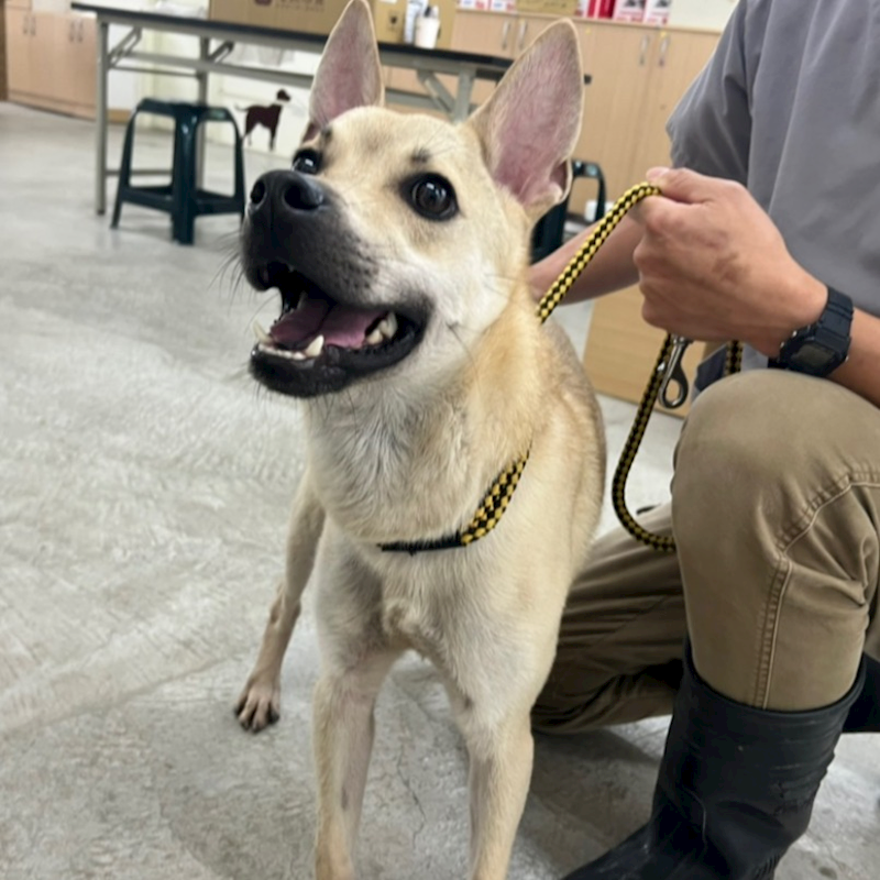 臺北市動物之家,編號:307341, 混種犬          