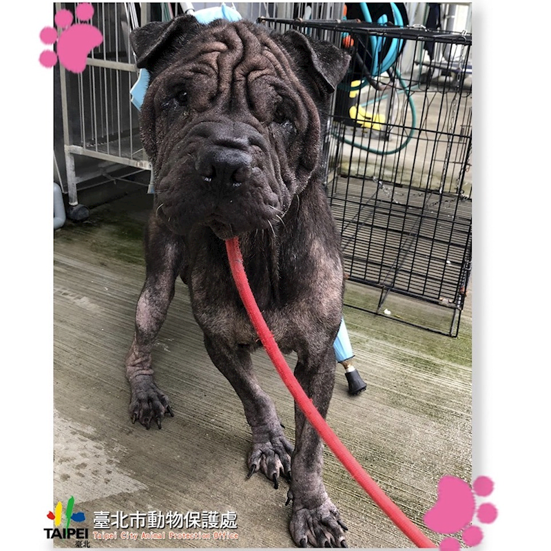 臺北市動物之家,編號:316878, 混種犬          