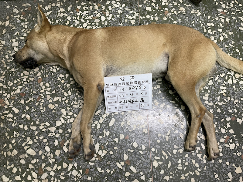 雲林縣流浪動物收容所,編號:385675, 混種犬          