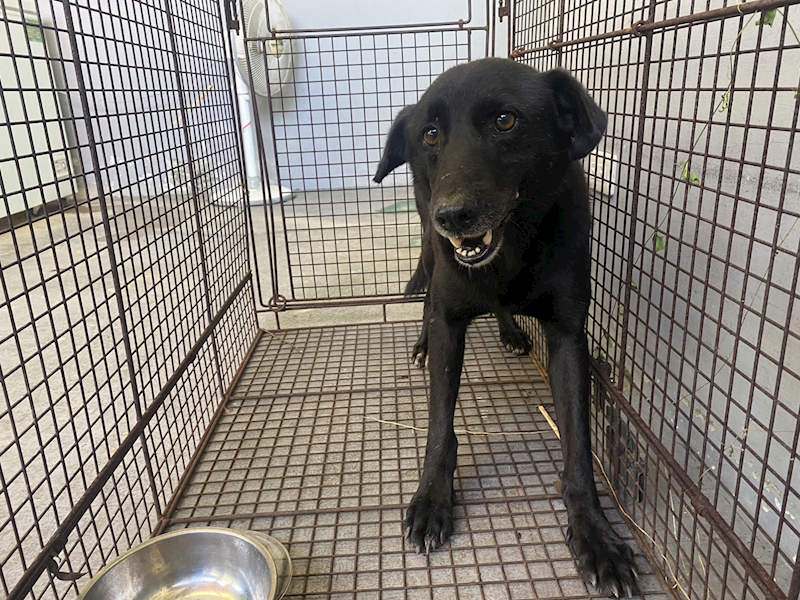 新北市五股區公立動物之家,編號:320631, 混種犬          