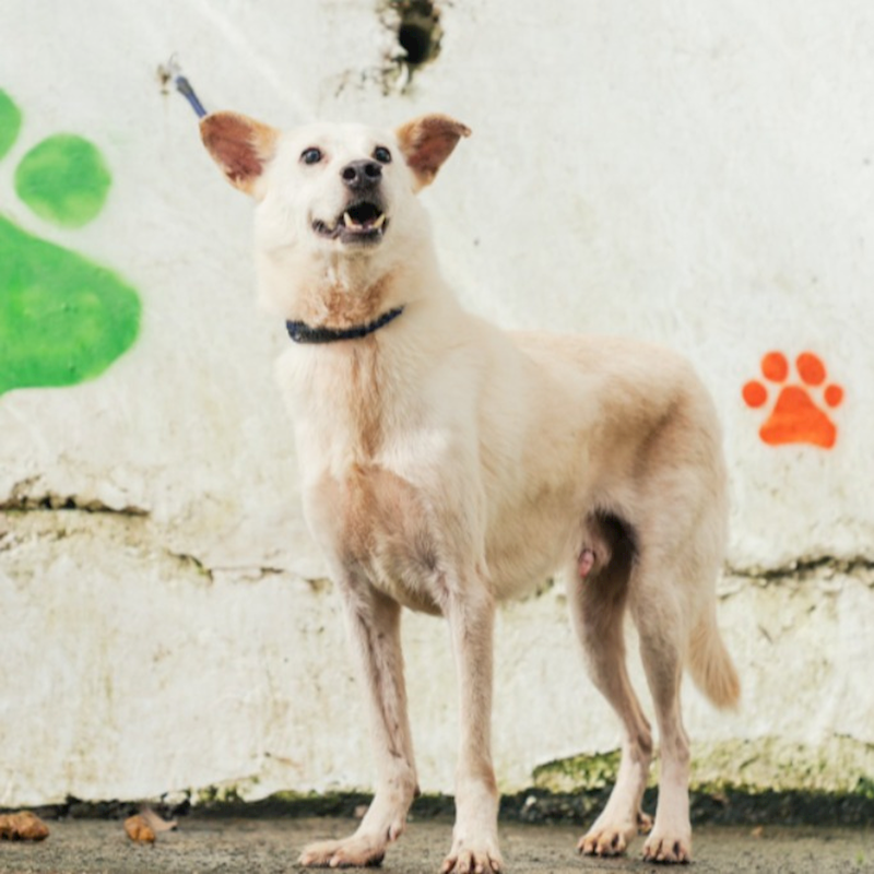 新北市五股區公立動物之家,編號:36104, 混種犬          