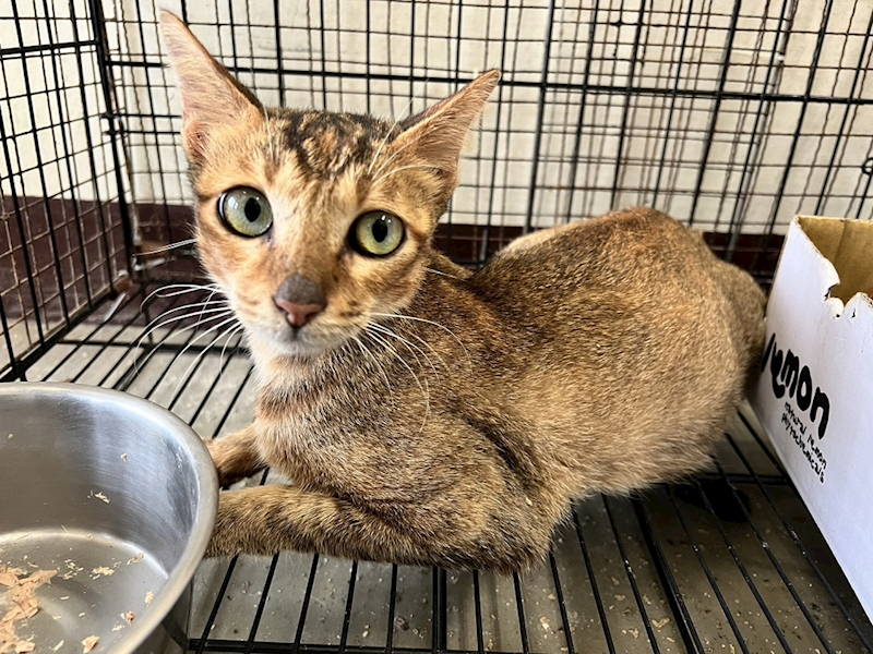 桃園市動物保護教育園區,編號:375948, 混種貓                 