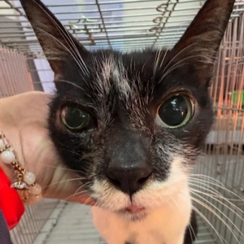 新北市五股區公立動物之家,編號:389741, 混種貓                 