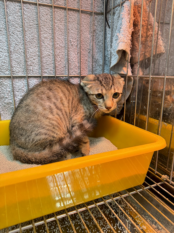 新北市八里區公立動物之家,編號:364705, 混種貓                 