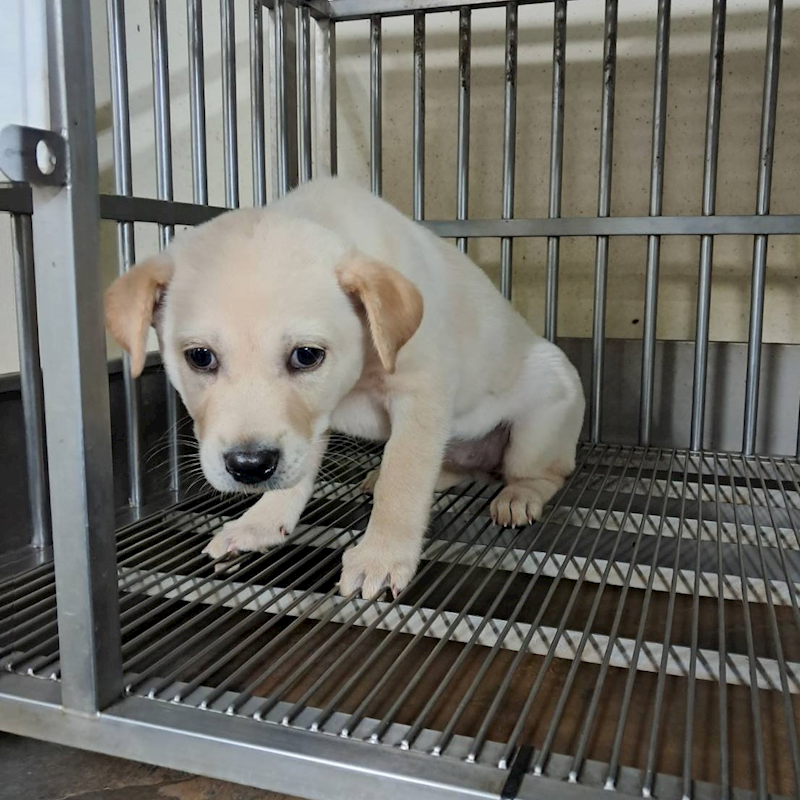 桃園市動物保護教育園區,編號:391246, 混種犬          