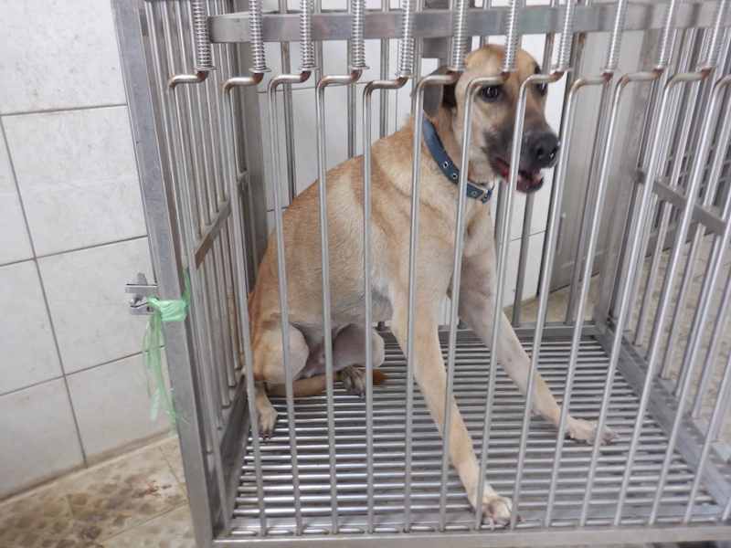 南投縣公立動物收容所,編號:377844, 混種犬          