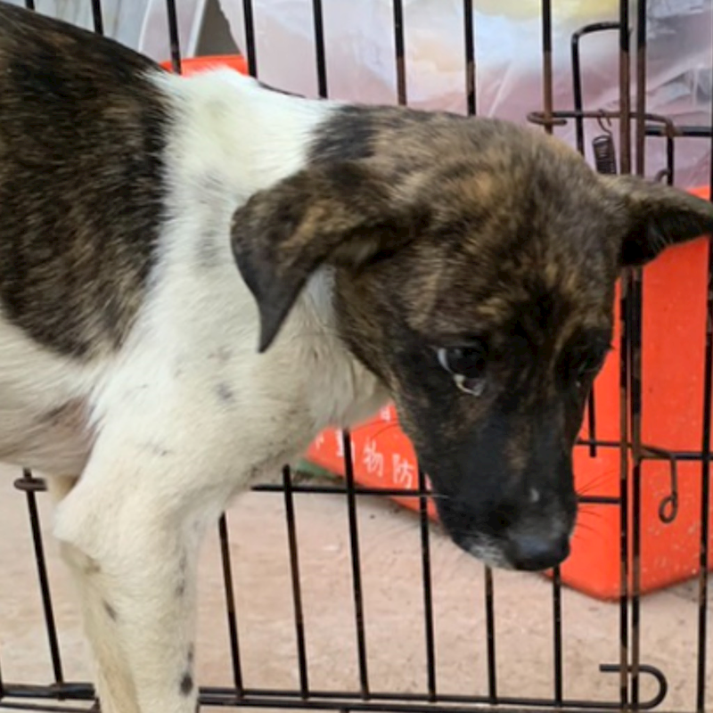 臺南市動物之家善化站,編號:340384, 混種犬          