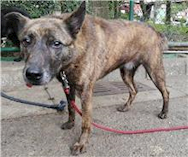 臺北市動物之家,編號:31474, 混種犬          