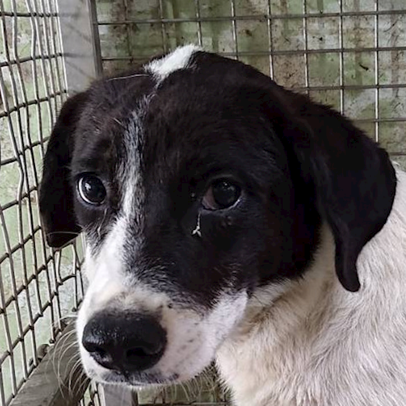 臺南市動物之家善化站,編號:370912, 混種犬          