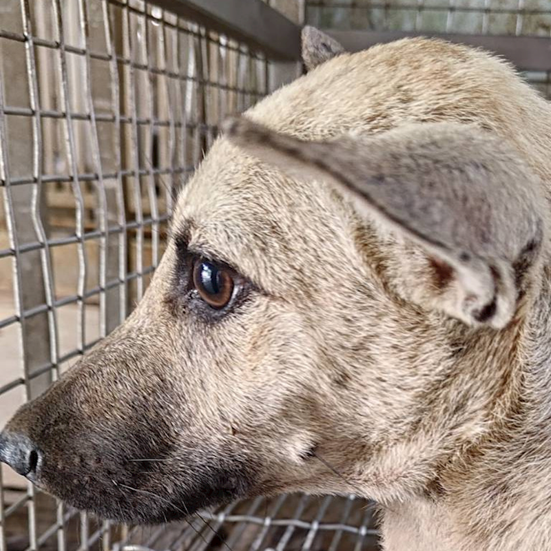 臺南市動物之家善化站,編號:371767, 混種犬          