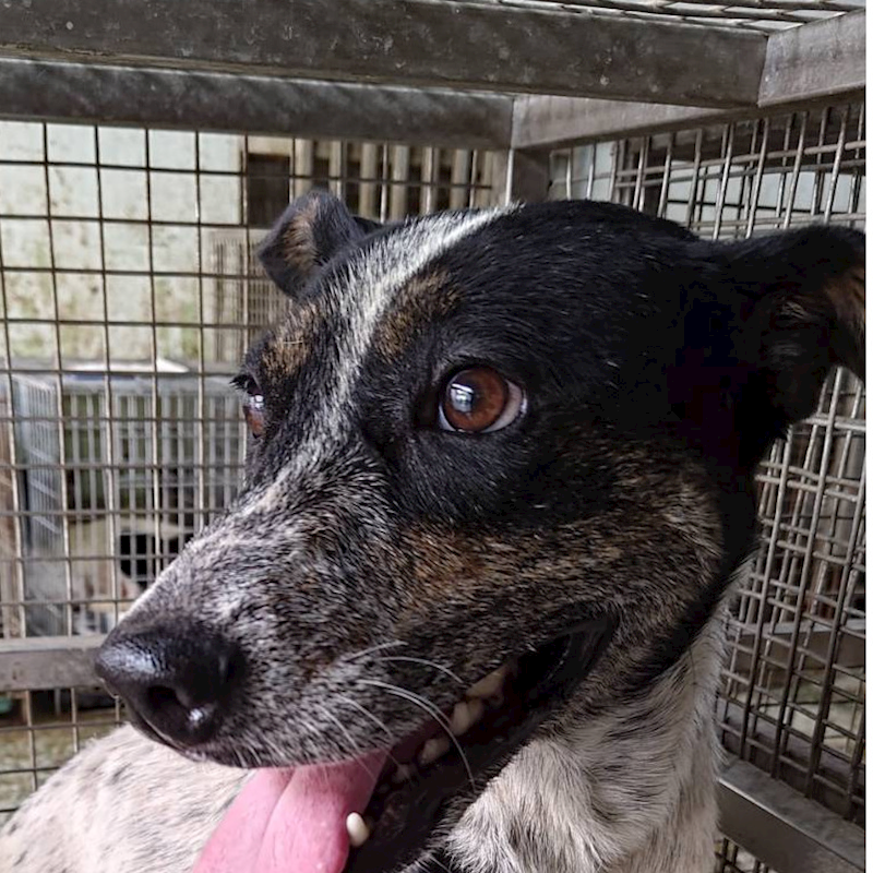 臺南市動物之家善化站,編號:376946, 混種犬          