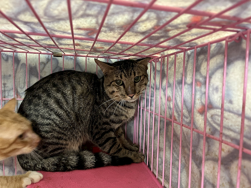 臺北市動物之家,編號:367894, 混種貓                 