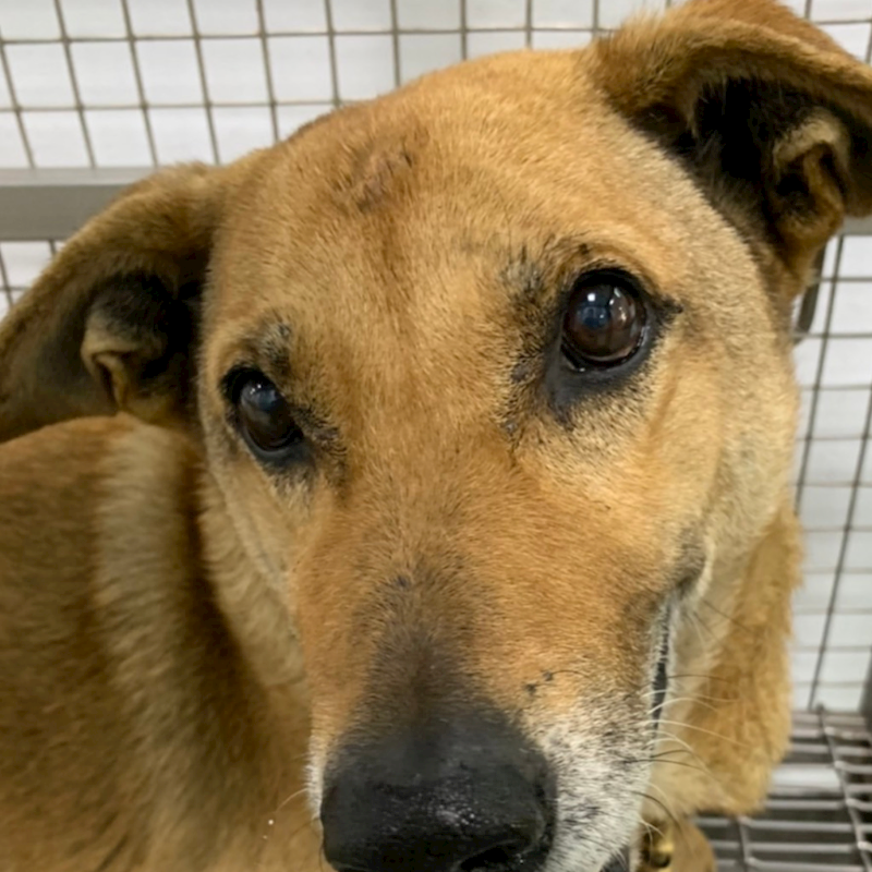 臺南市動物之家善化站,編號:361613, 混種犬          