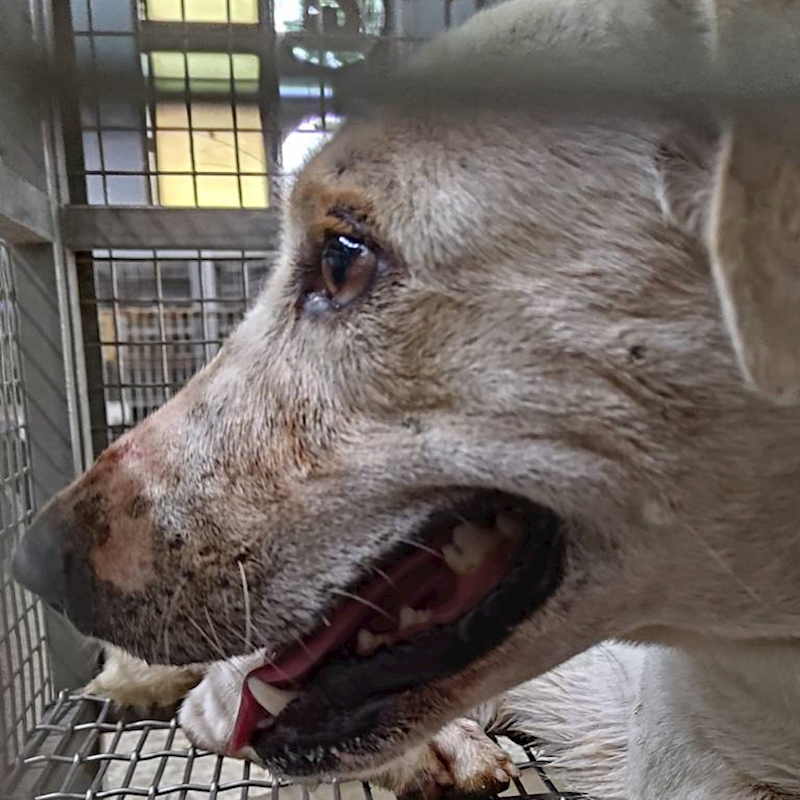 臺南市動物之家善化站,編號:361792, 混種犬          