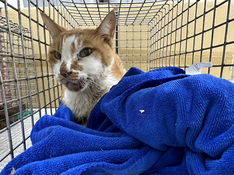 臺北市動物之家,編號:366956, 混種貓                 