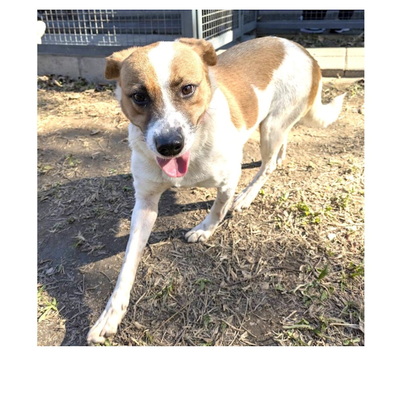 桃園市動物保護教育園區,編號:373156, 混種犬          