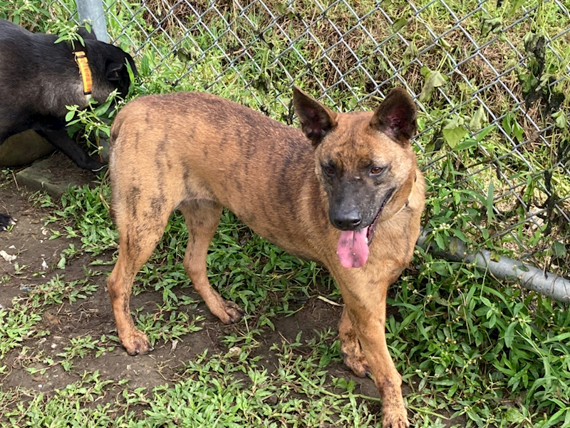 臺北市動物之家,編號:132929, 混種犬          