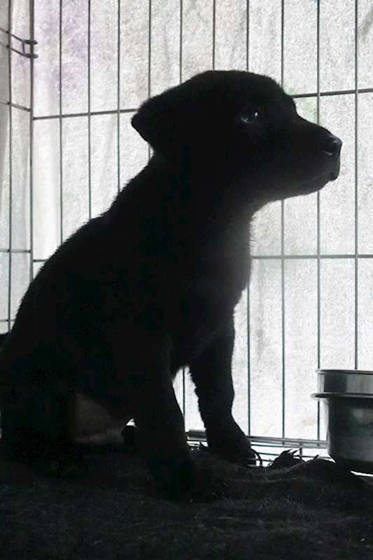 宜蘭縣流浪動物中途之家,編號:396479, 混種犬          